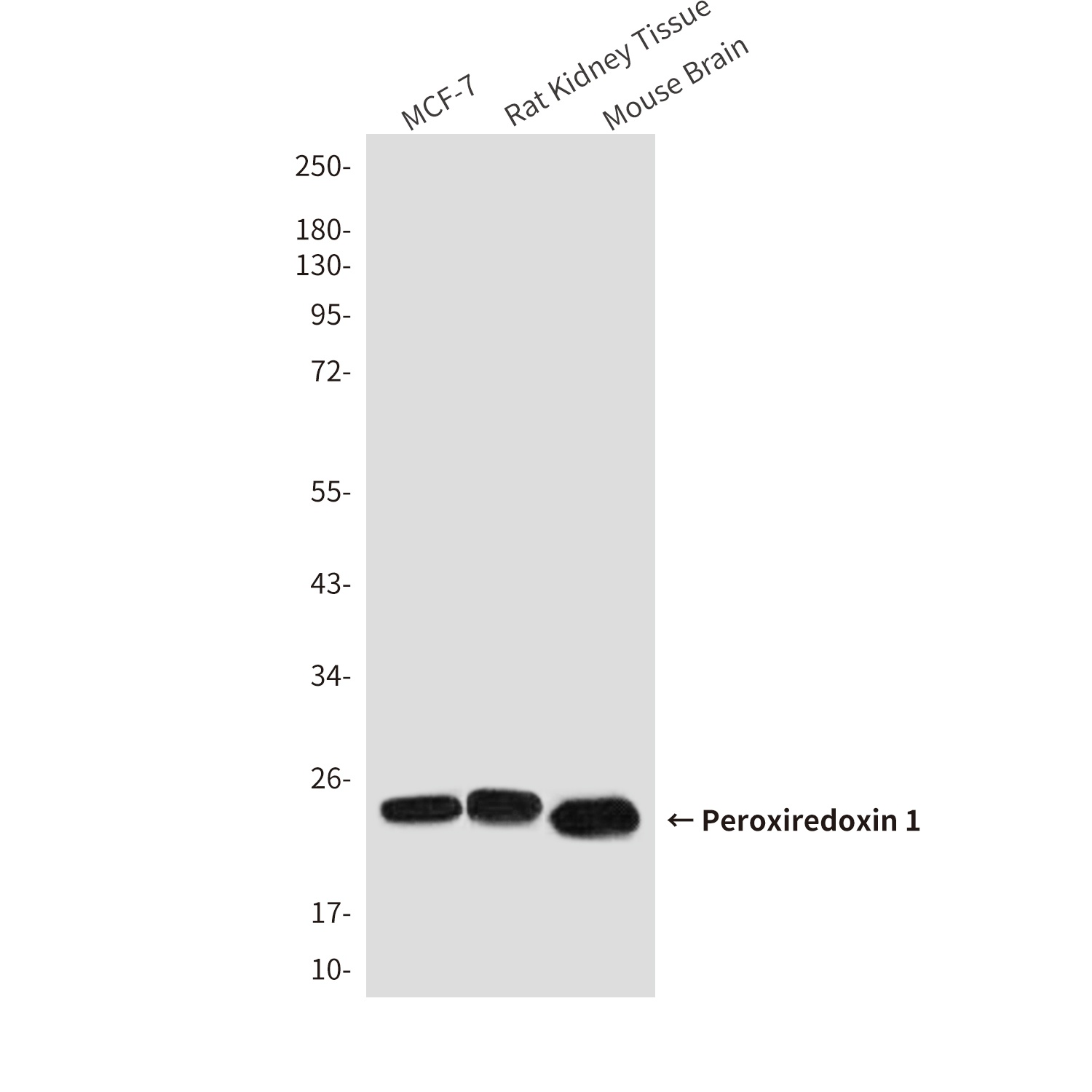 Peroxiredoxin 1/PAG Mouse Monoclonal Antibody
