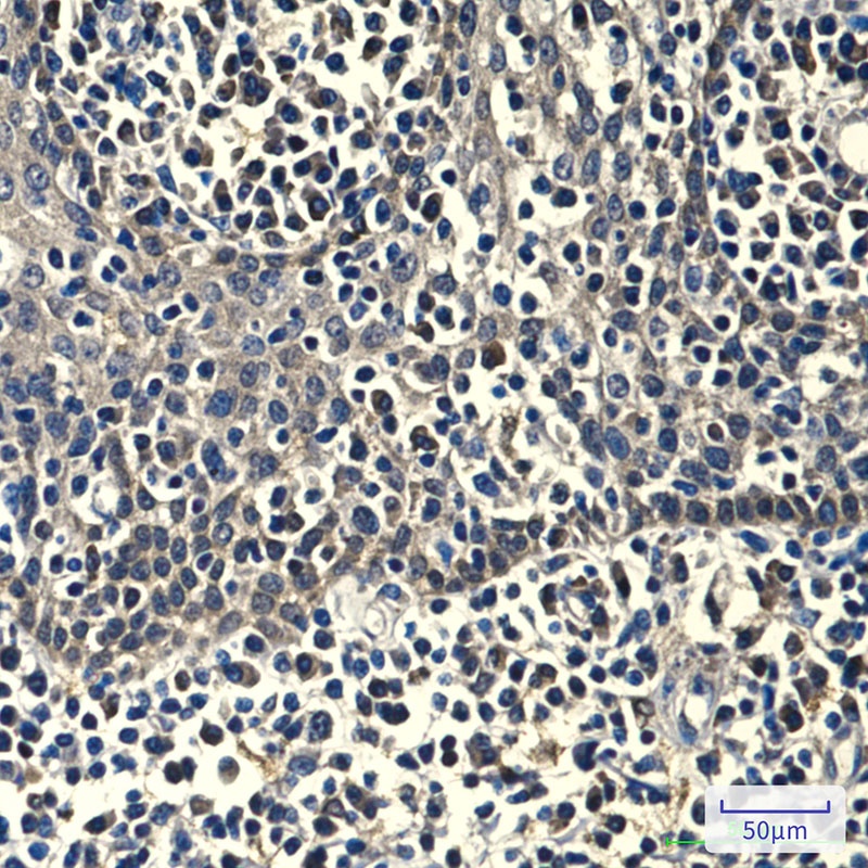 Peroxiredoxin 1/PAG Mouse Monoclonal Antibody