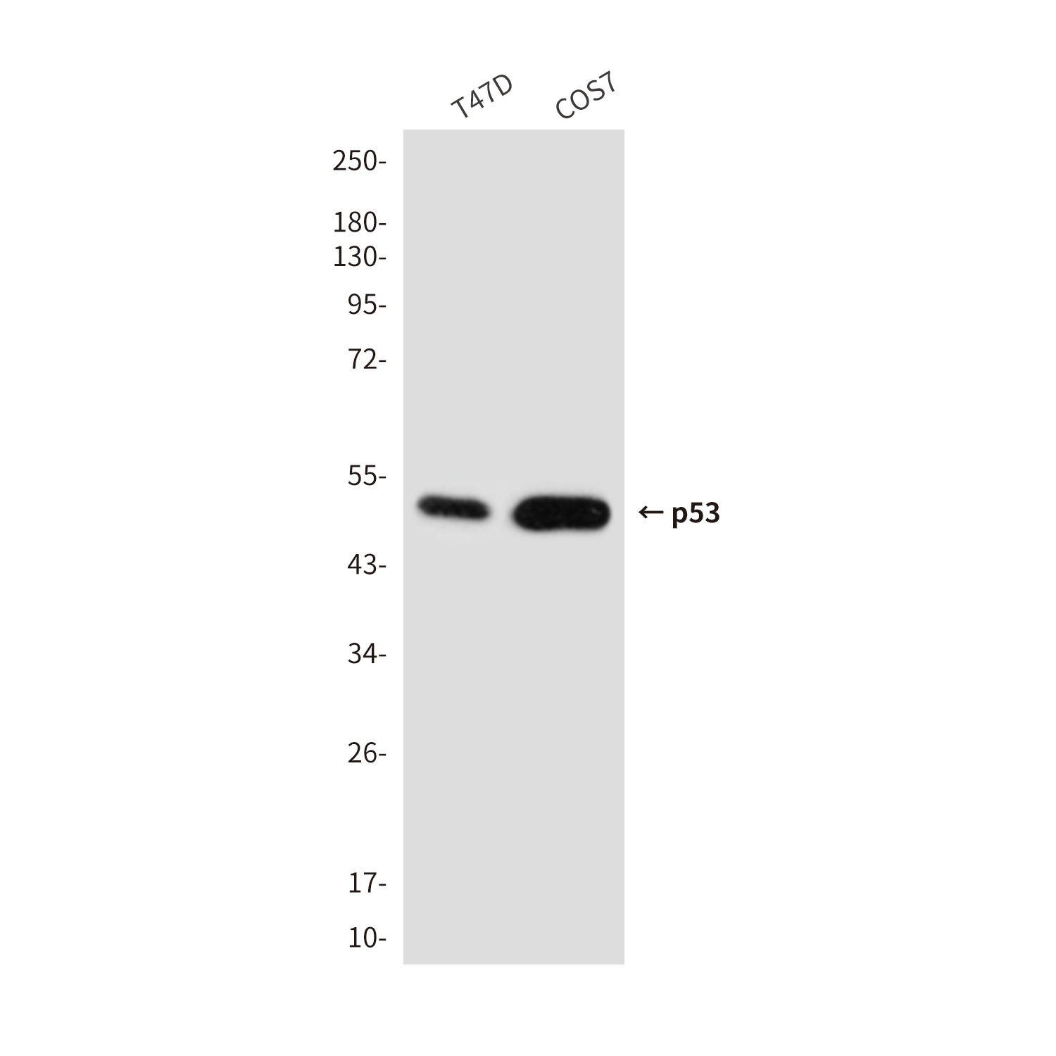 TP53 Antibody