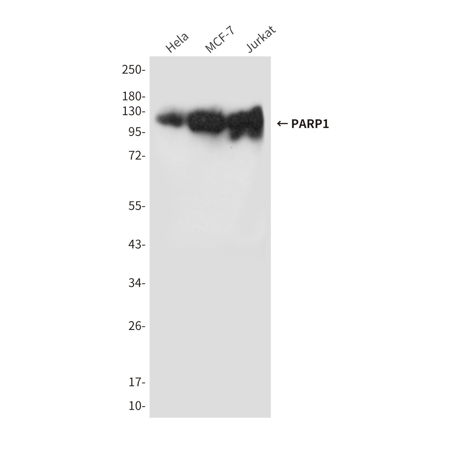 PARP1 Antibody