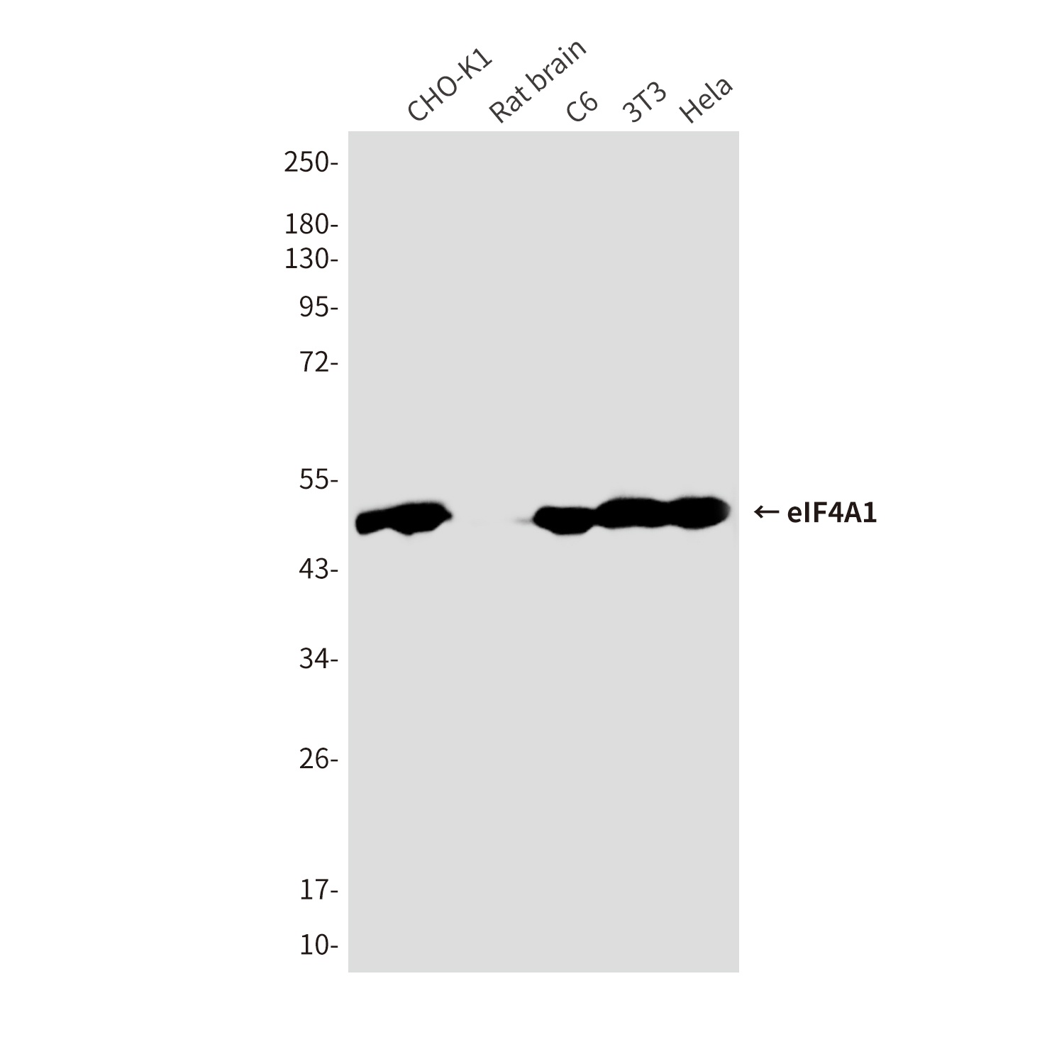 eIF4A1 Mouse Monoclonal Antibody