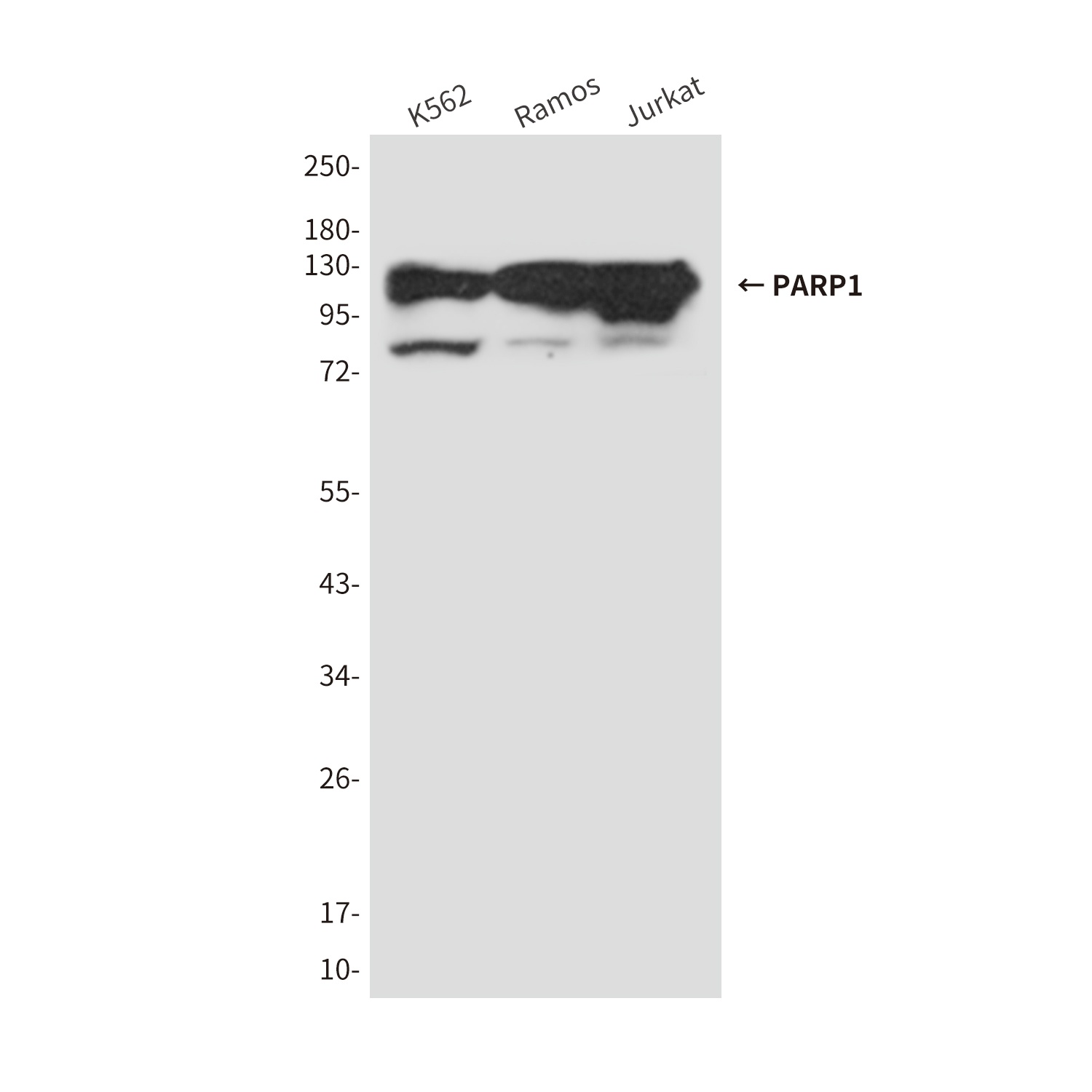 PARP1 Antibody