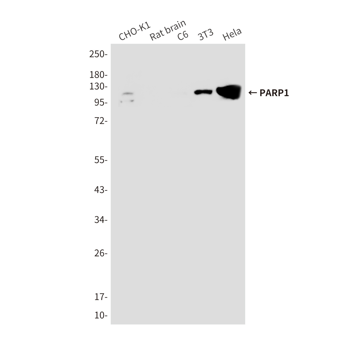 PARP1 Antibody