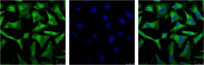RELA Antibody