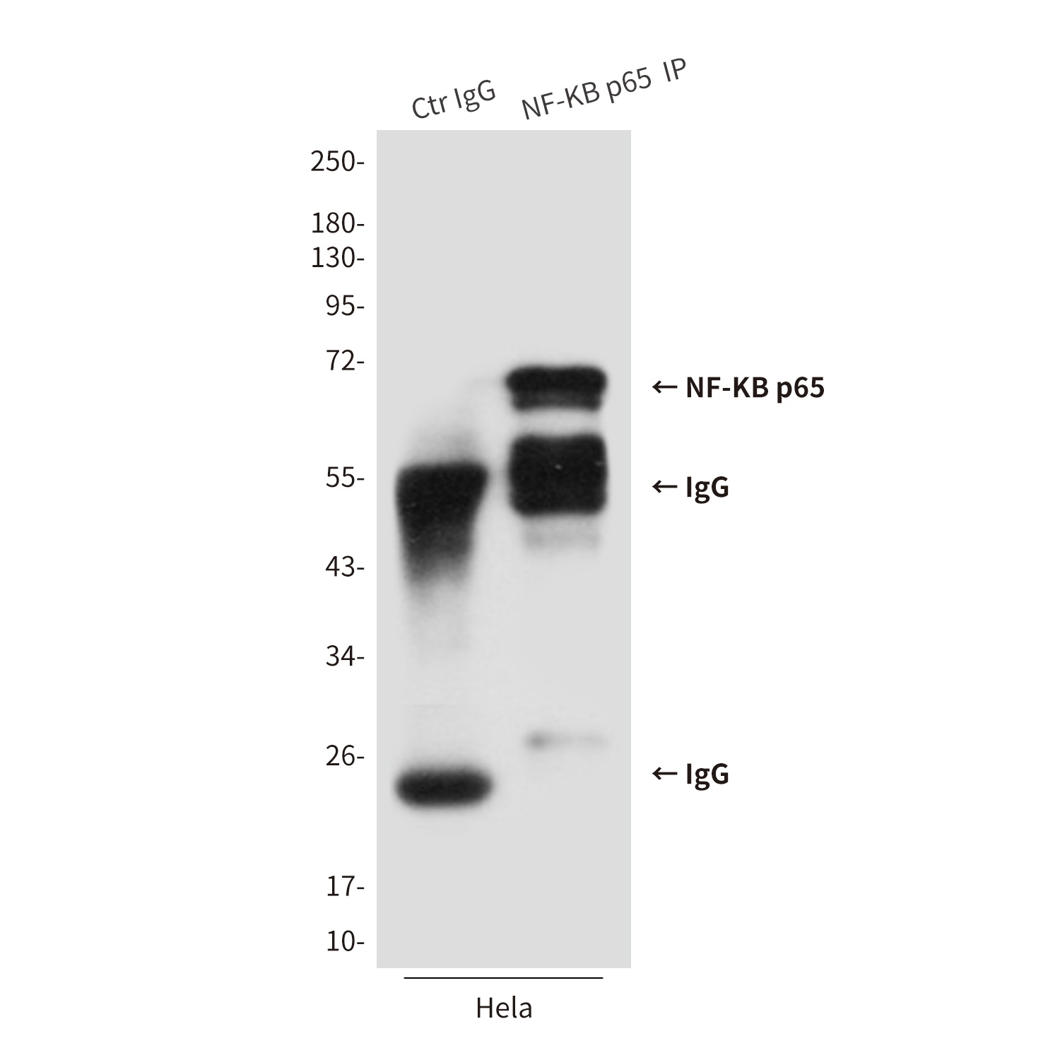 RELA Antibody
