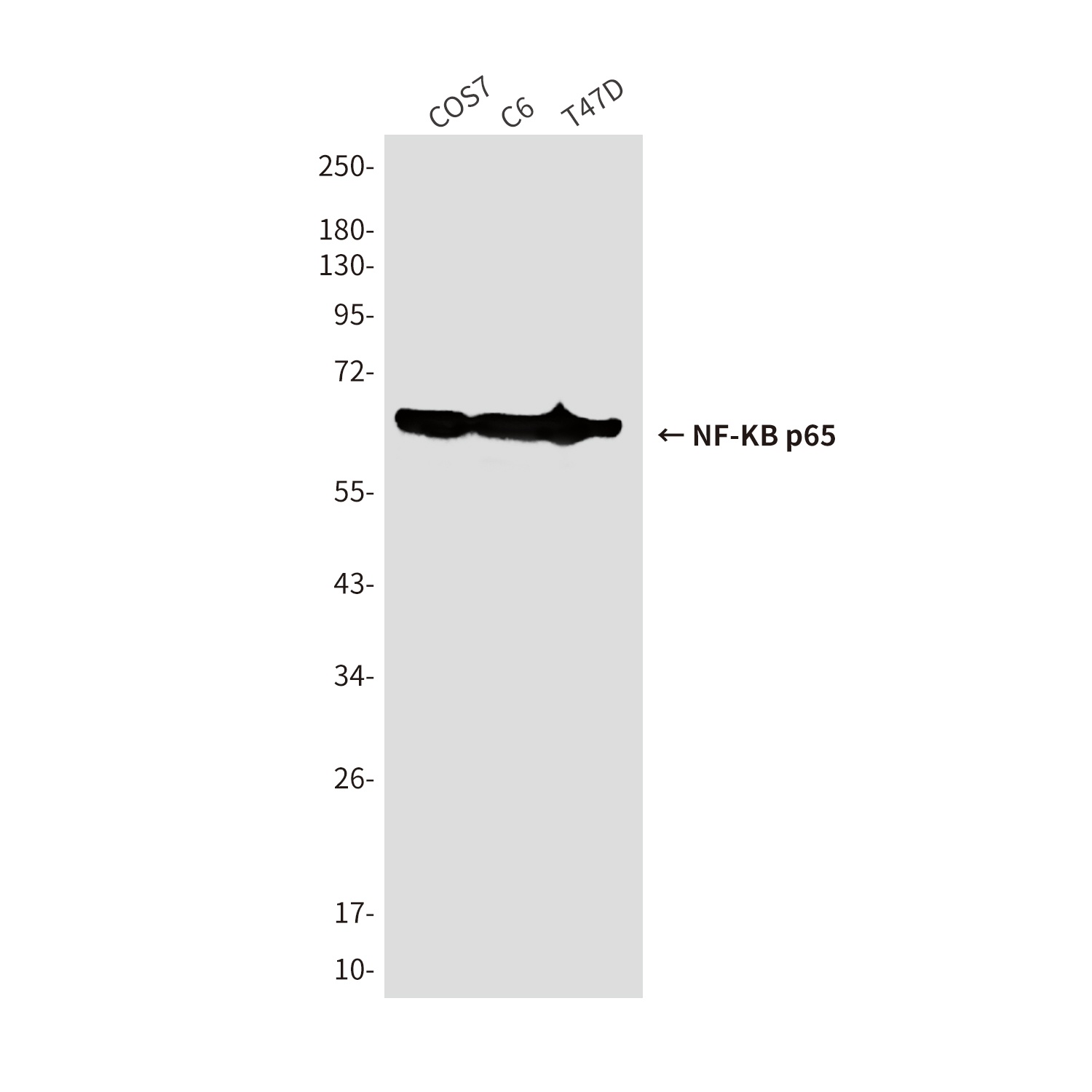 RELA Antibody
