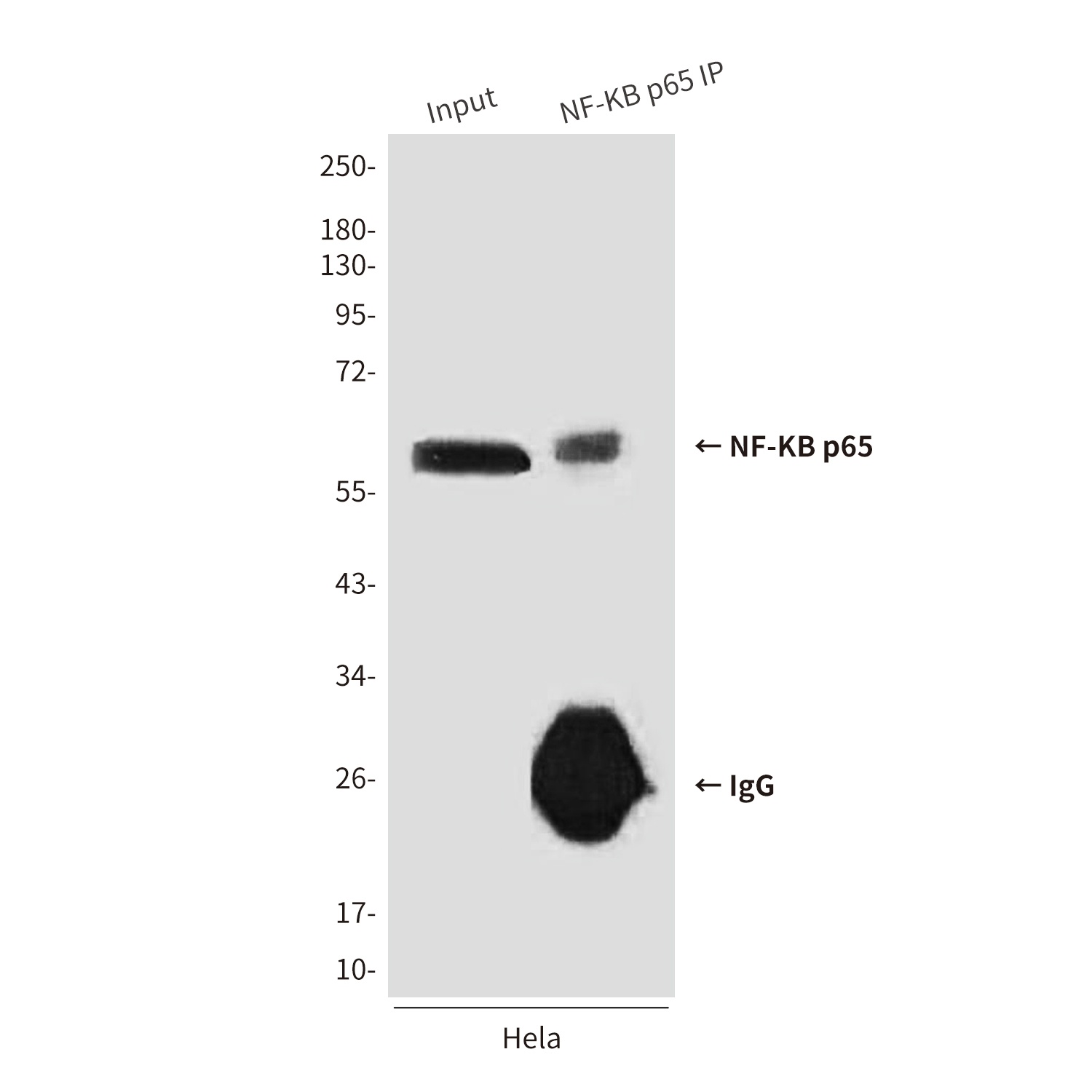 RELA Antibody