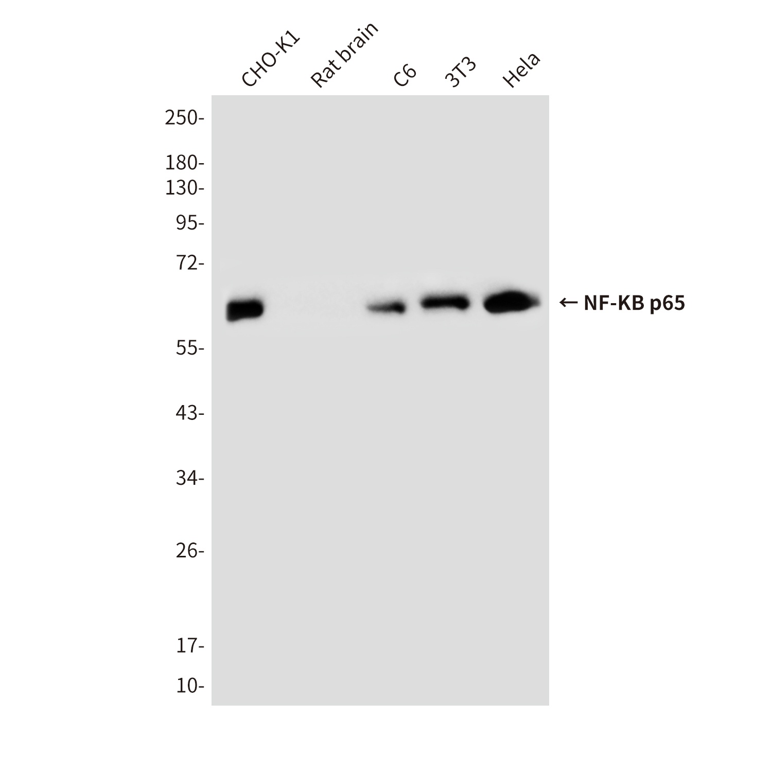 RELA Antibody