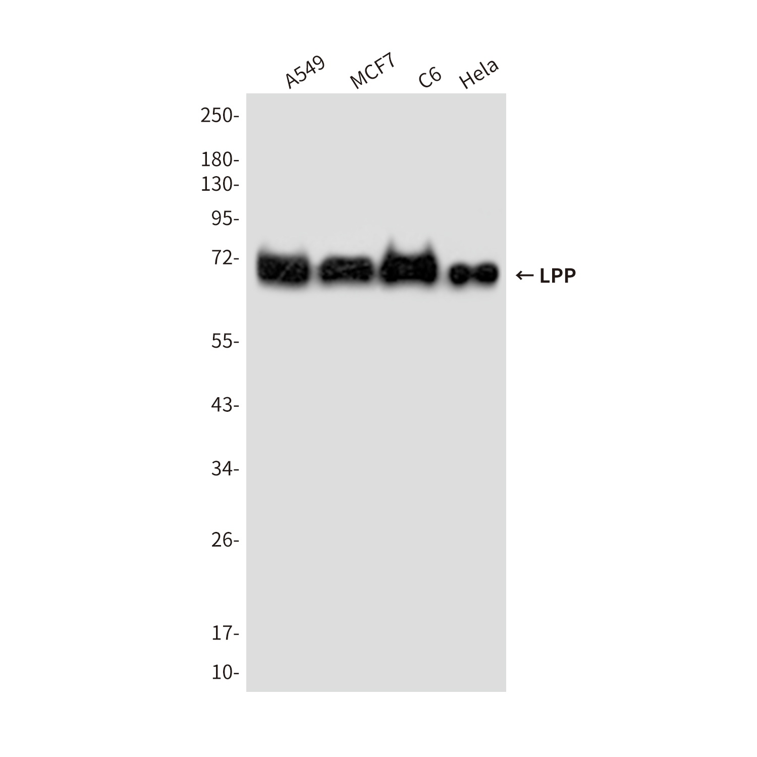 LPP Antibody