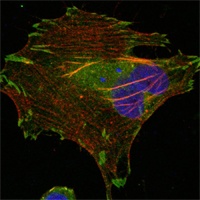 LPP Antibody