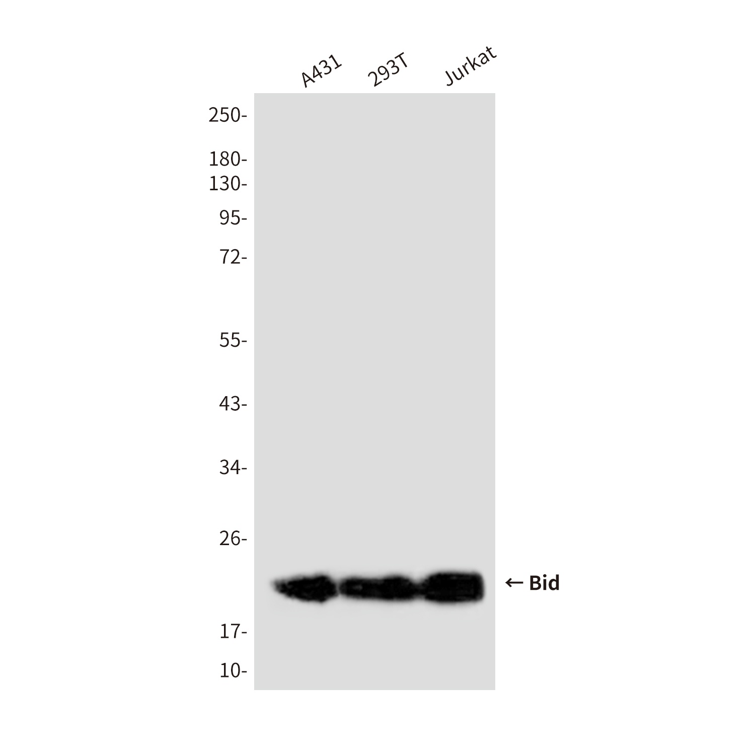BID Antibody