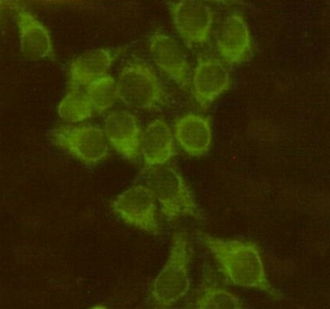 BID Antibody