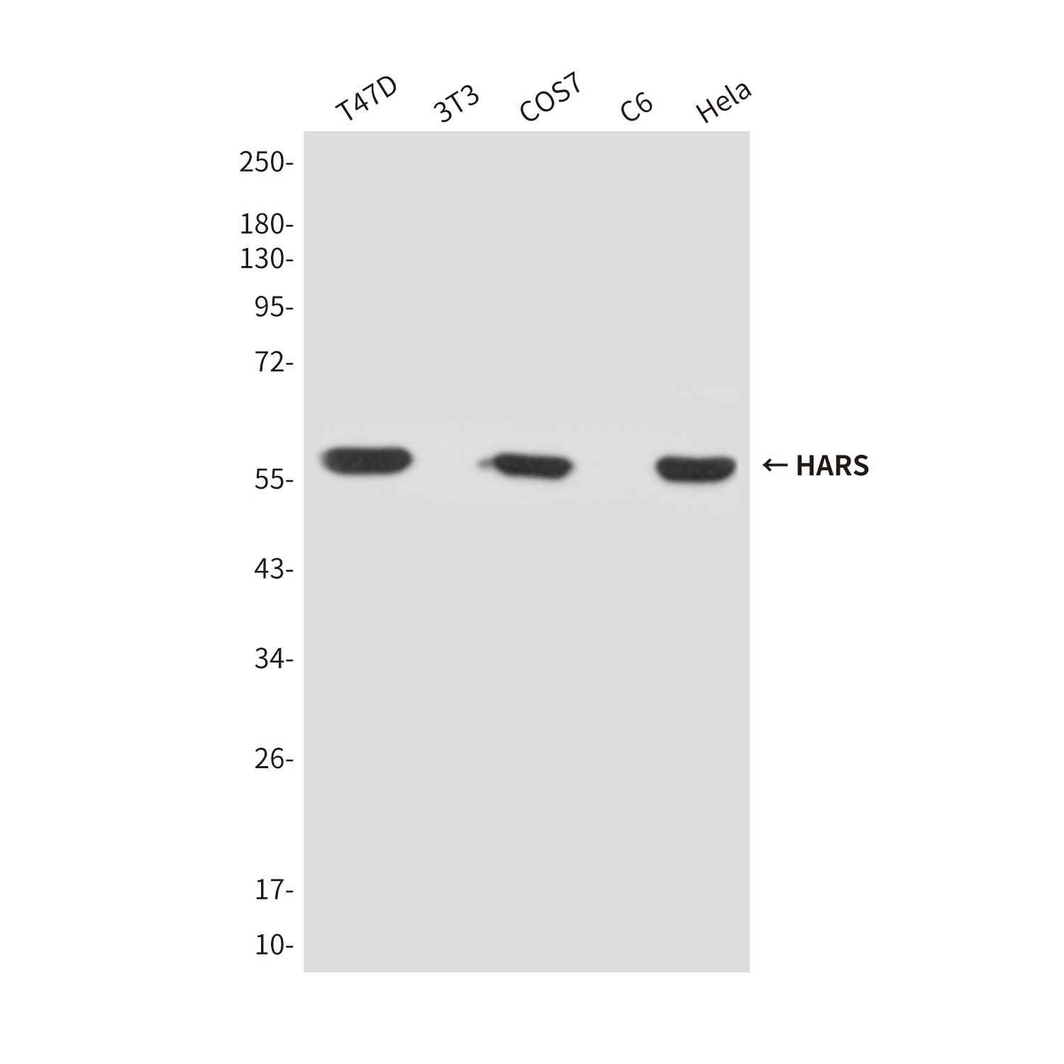 HARS1 Antibody