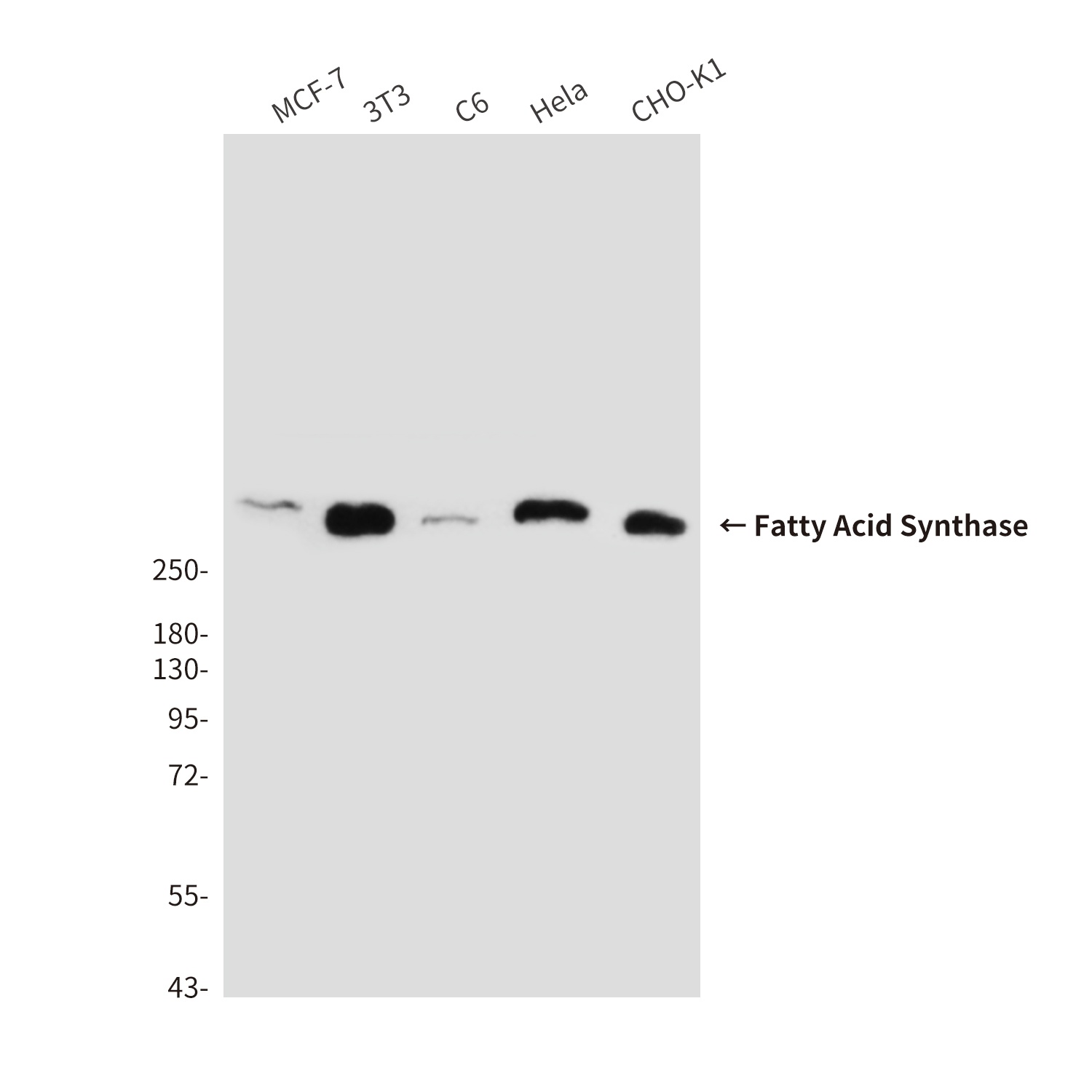 FASN Antibody