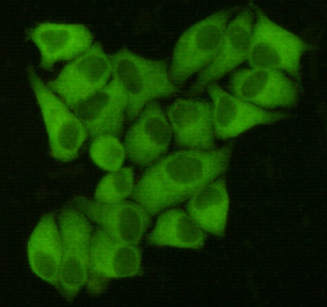 FASN Antibody