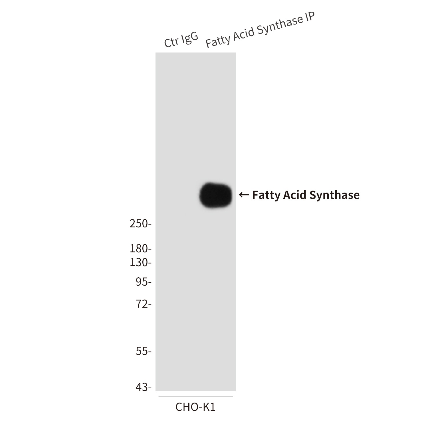 FASN Antibody