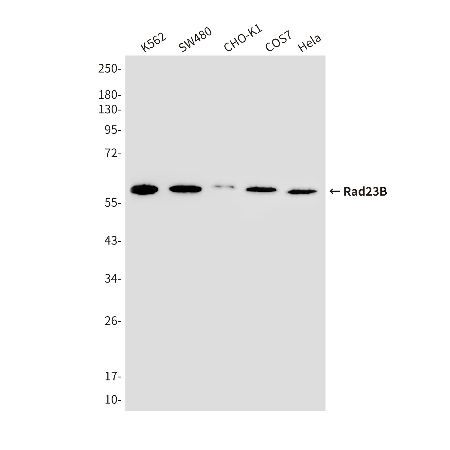 HHR23B Mouse Monoclonal Antibody