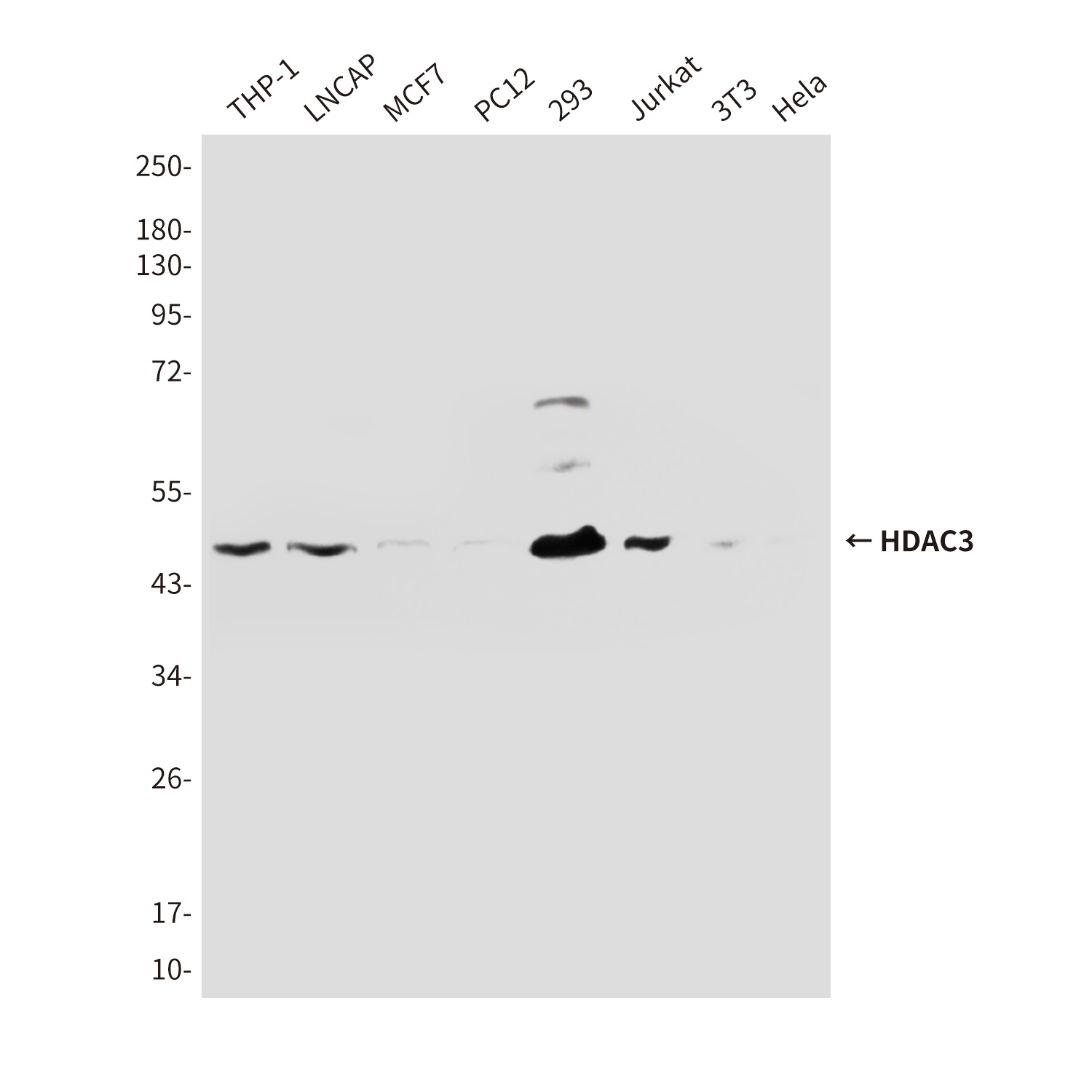 HDAC3 Antibody