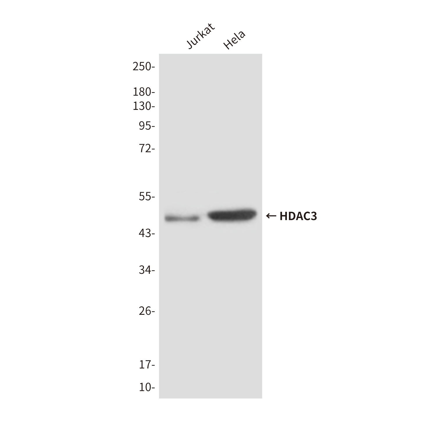 HDAC3 Antibody