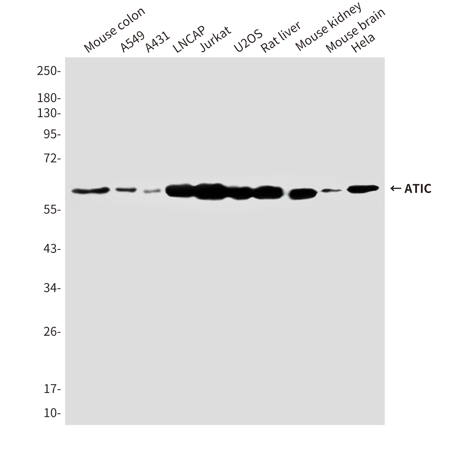 ATIC Antibody
