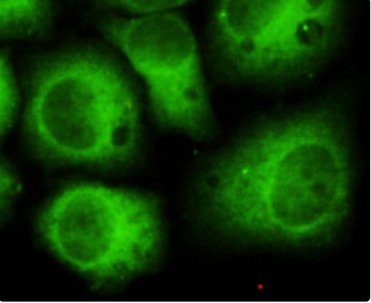CDK5 Antibody