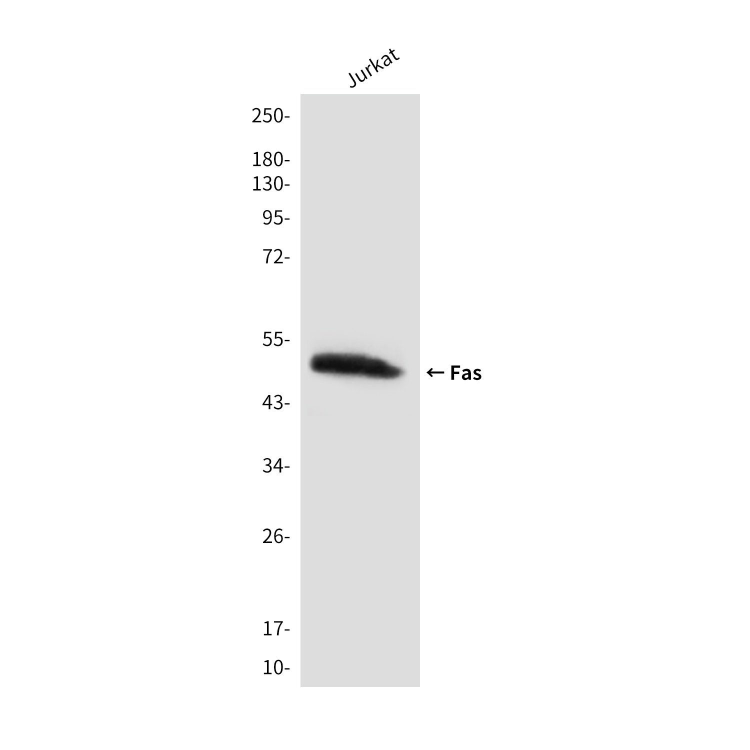 FAS Antibody