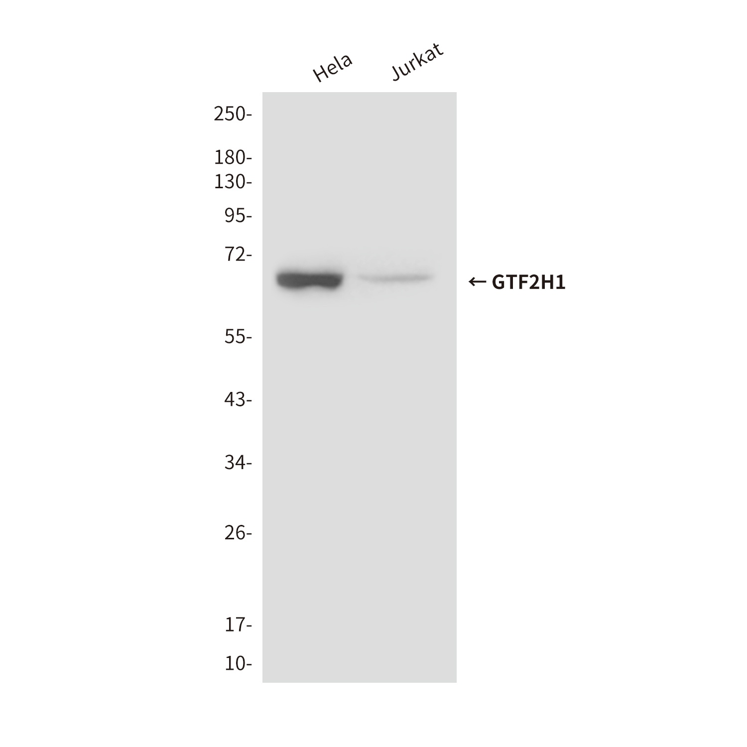 GTF2H1 Mouse Monoclonal Antibody