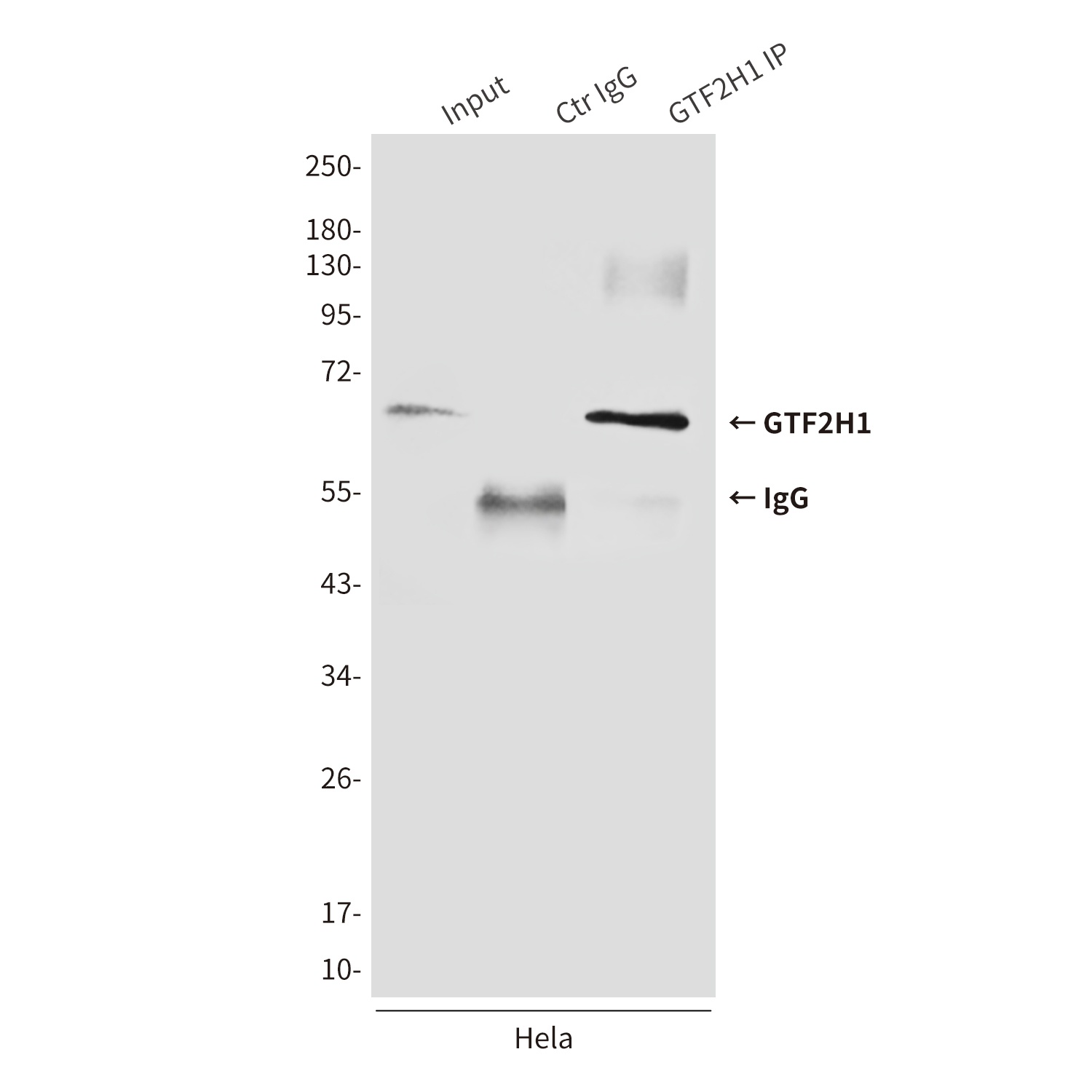 GTF2H1 Mouse Monoclonal Antibody