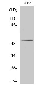 TP53 Antibody