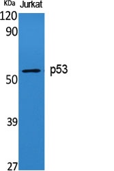 TP53 Antibody