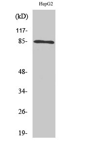 CHUK/IKBKB Antibody