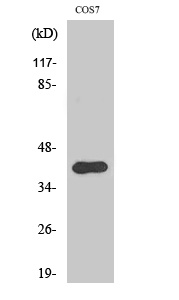 AIFM2 Antibody