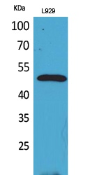 VEGFC Antibody