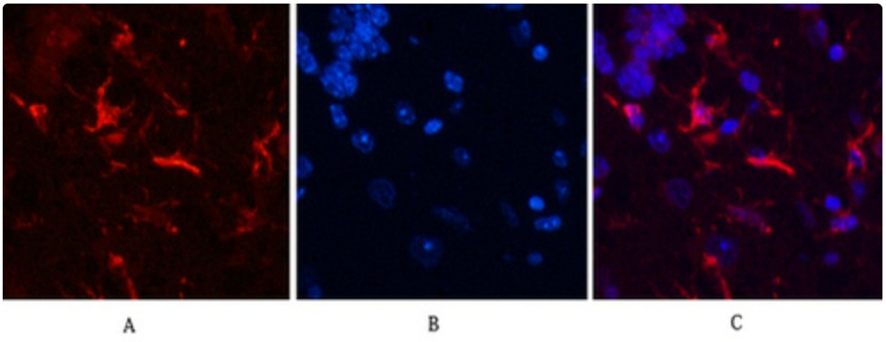 GFAP (9A2) Mouse mAb