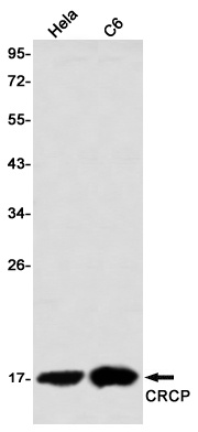 CRCP Antibody