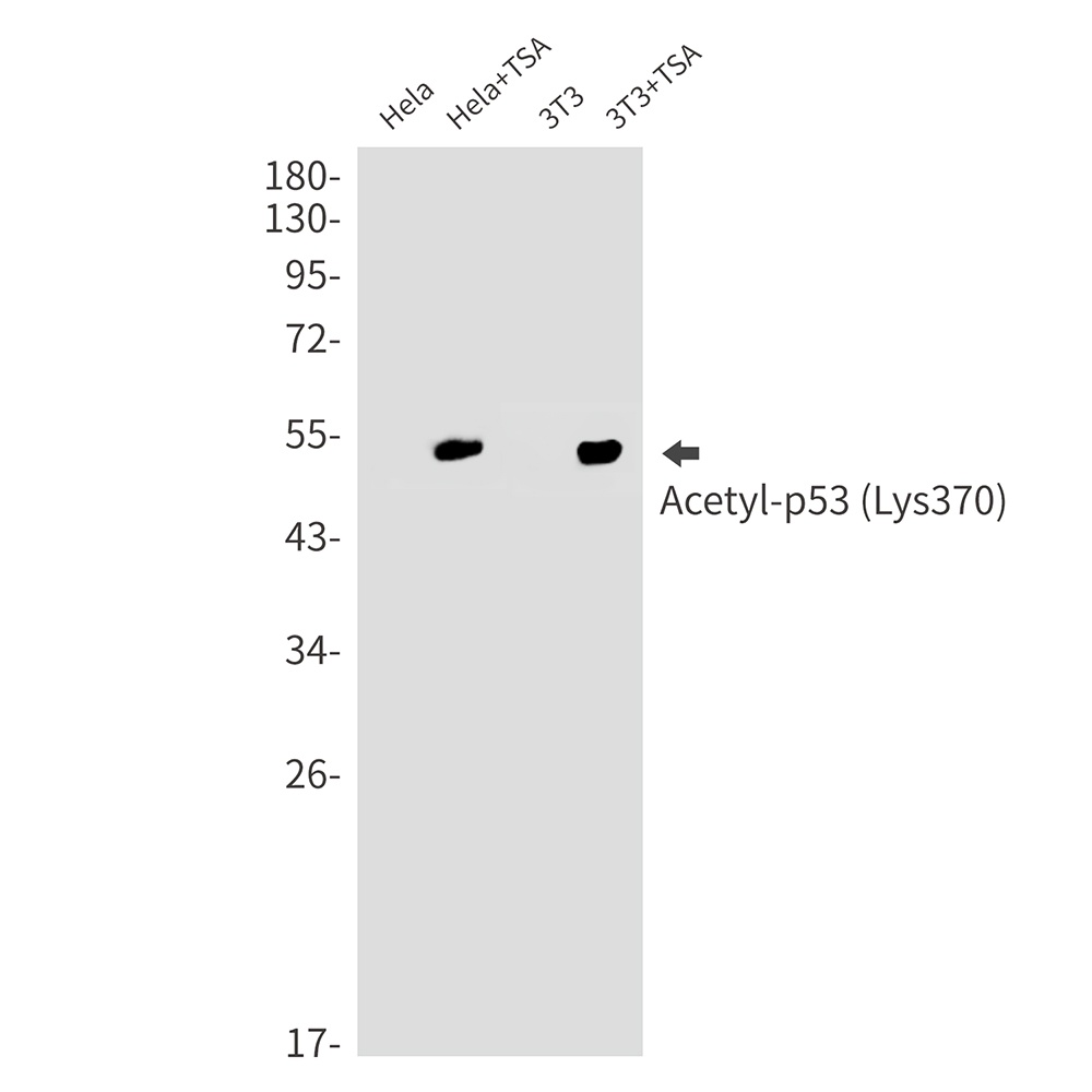 TP53 Antibody