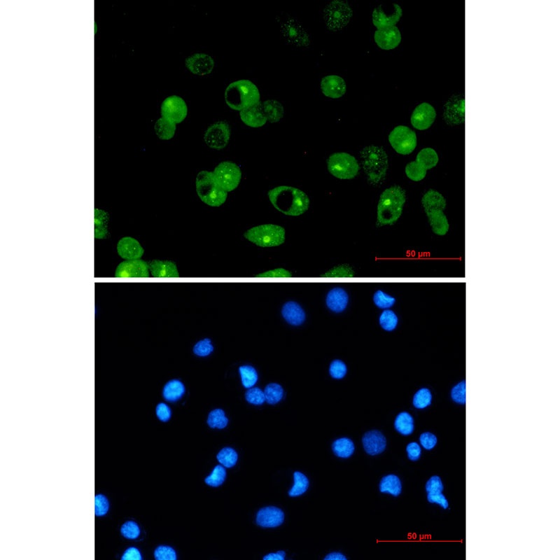MCL1 Antibody