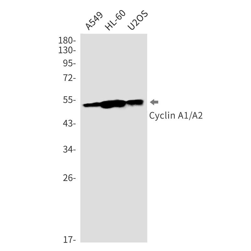 CCNA2/CCNA1 Antibody