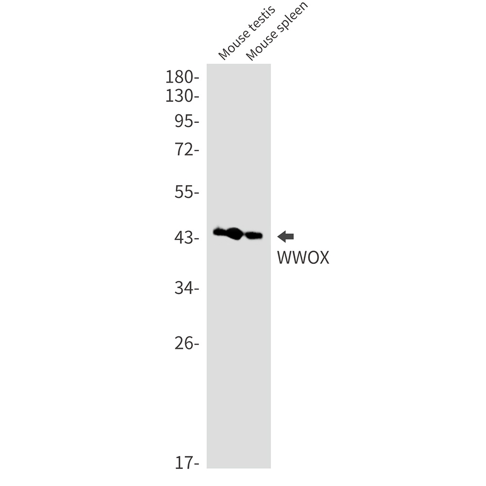 WWOX Antibody