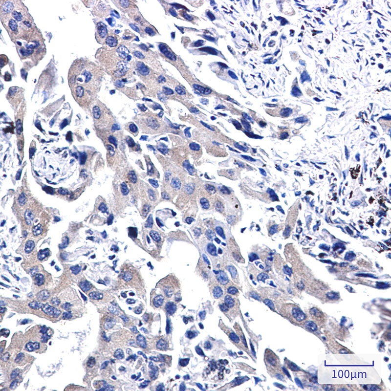 WWOX Antibody