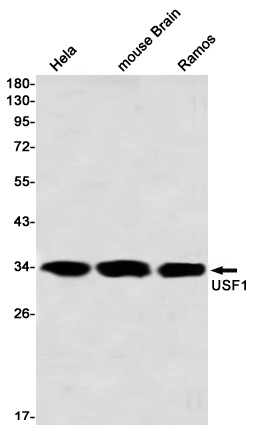 USF1 Rabbit Monoclonal Antibody