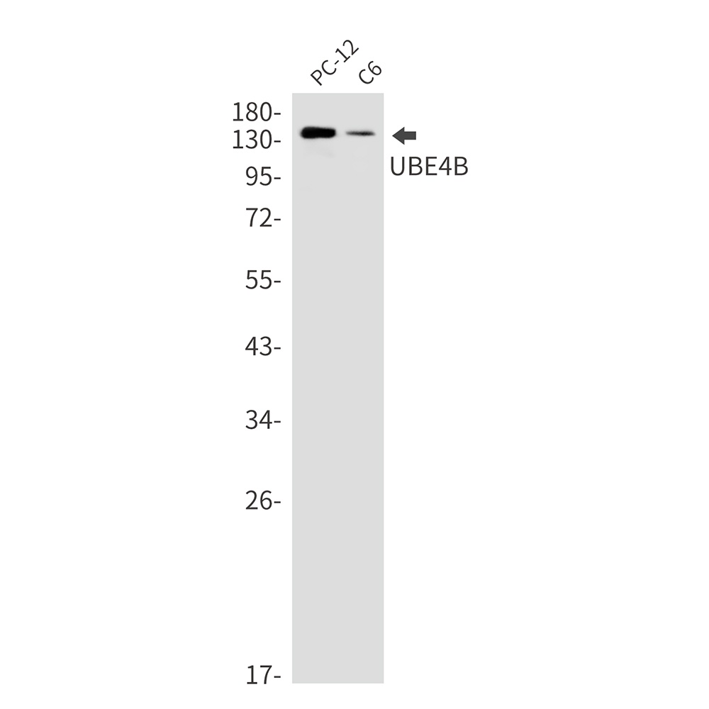UBE4B Antibody