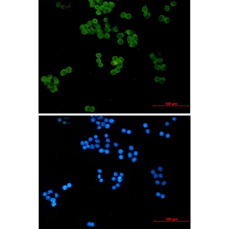 UBE2L3 Antibody