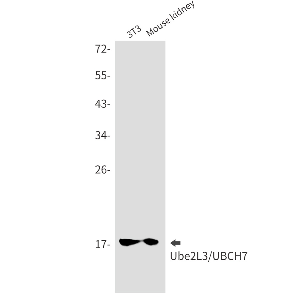 UBE2L3 Antibody
