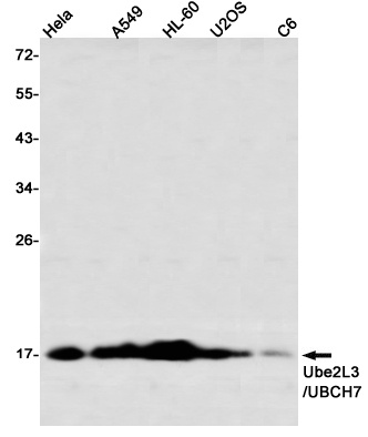 UBE2L3 Antibody