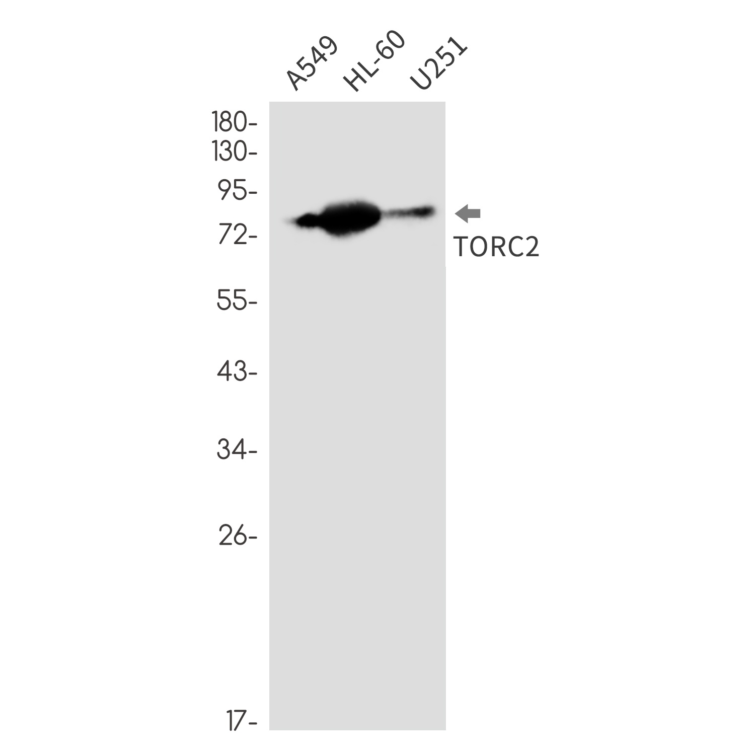 CRTC2 Antibody