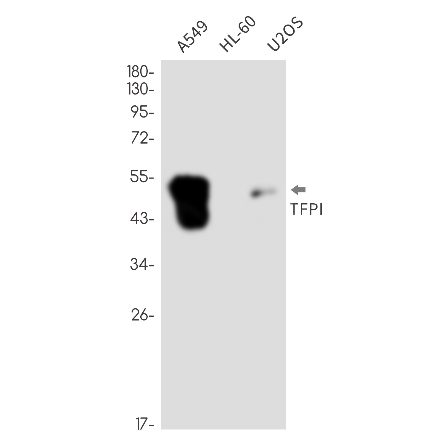 TFPI Antibody