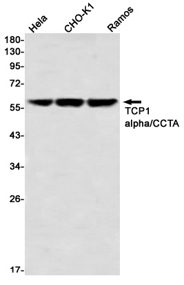 TCP 1 alpha Rabbit Monoclonal Antibody
