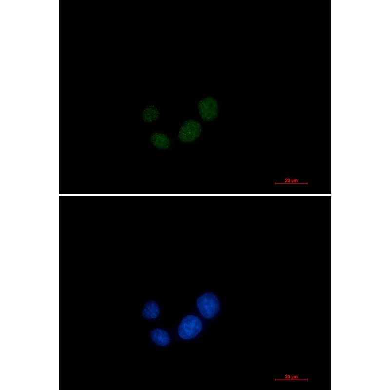 SUPT5H Antibody