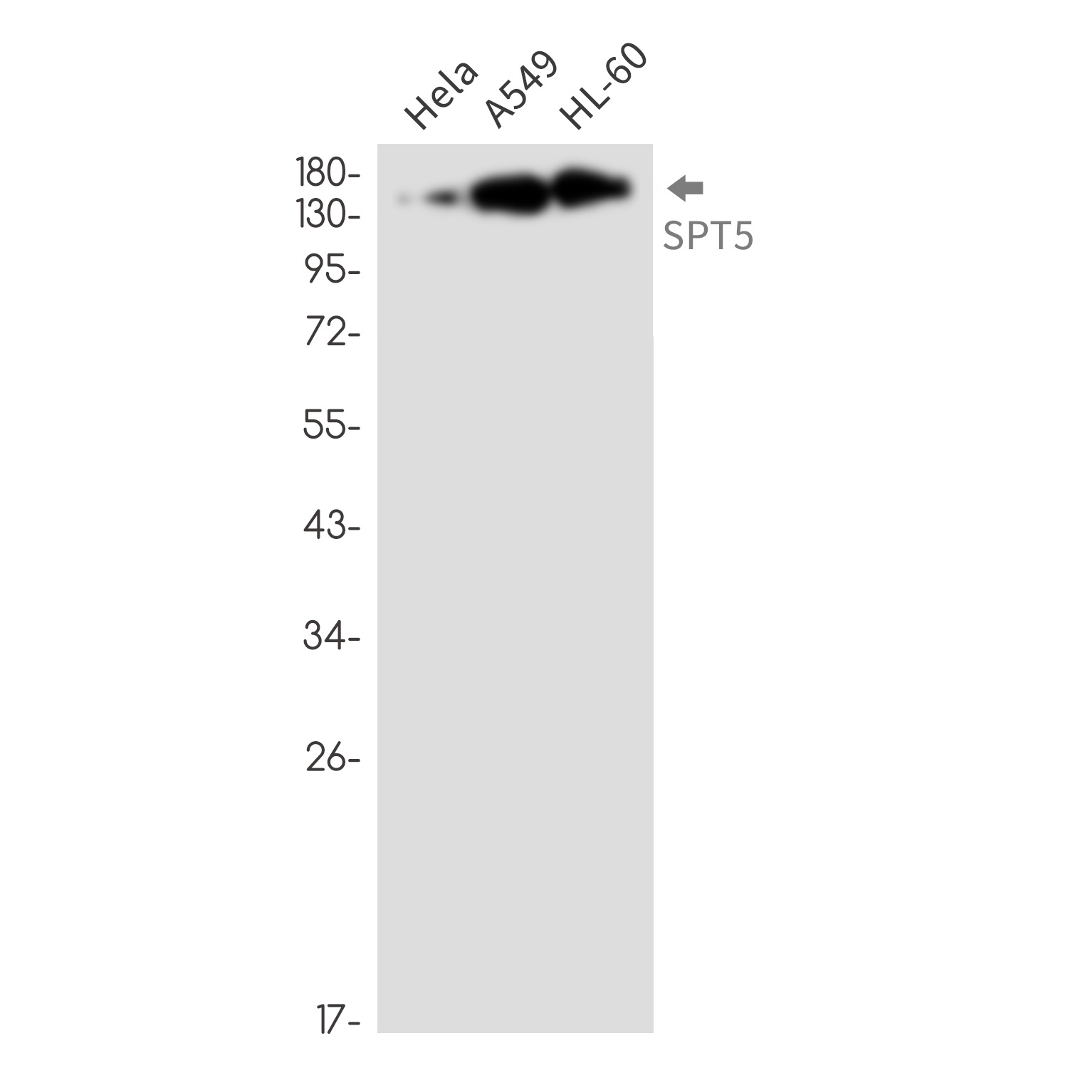 SUPT5H Antibody